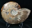 Wide Polished Ammonite Dish #12472-2